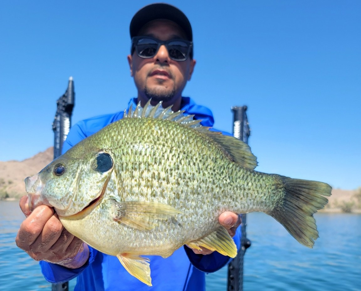Dive into the adrenaline-packed adventure of snagging a record-breaking redear sunfish at Lake Havasu. Jett Morgan recounts the unforgettable catch that merges patience with surprise, inspiring female anglers to embrace every fishing challenge.