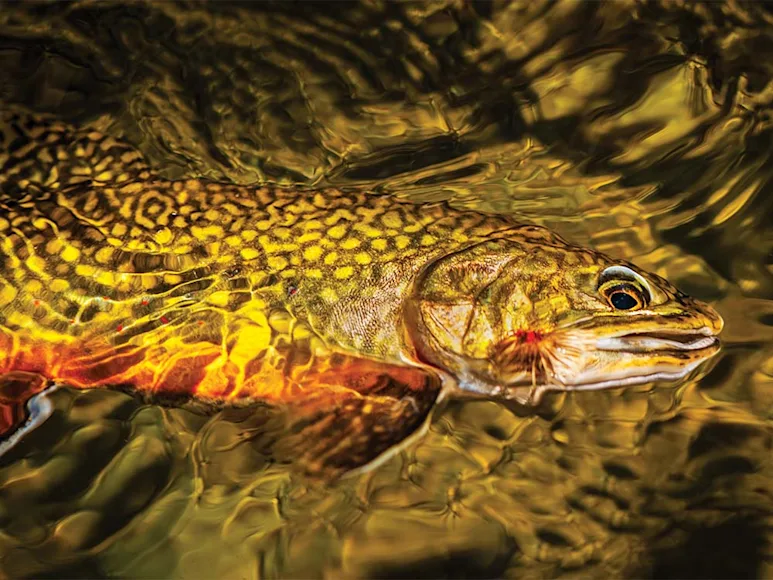 Explore the thrilling adventure of fishing for wild brook trout in Michigan's Jordan River, where the challenge of the swampy terrain adds excitement to the catch.
