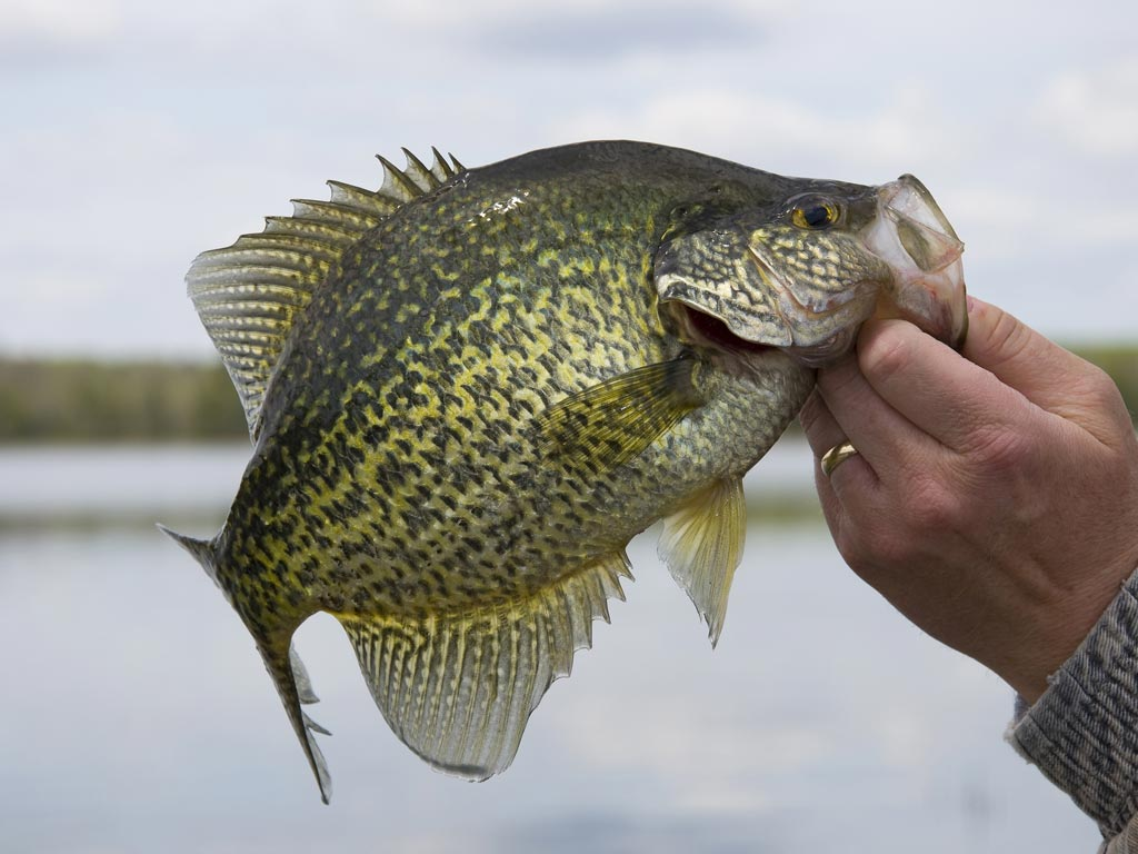Discover the poetic allure of Lake Vermilion, where fishing becomes a serene dance with nature. Maggie Loon, a seasoned Great Lakes angler, explores the lake's charm and diverse fish species, inviting women to experience the tranquil adventure of angling in Minnesota's exquisite waters.