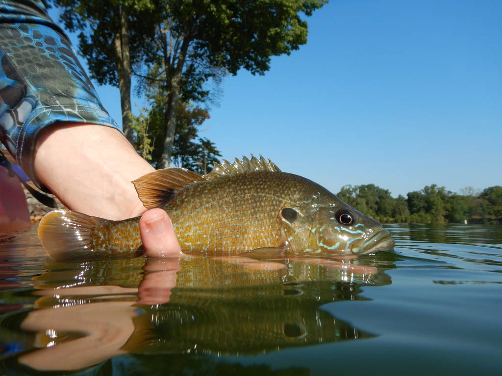 Explore the colorful world of Sunfish, unravel the Bluegill vs. Sunfish mystery, and learn tips for catching these delightful fish. Empowering women anglers with knowledge and confidence.