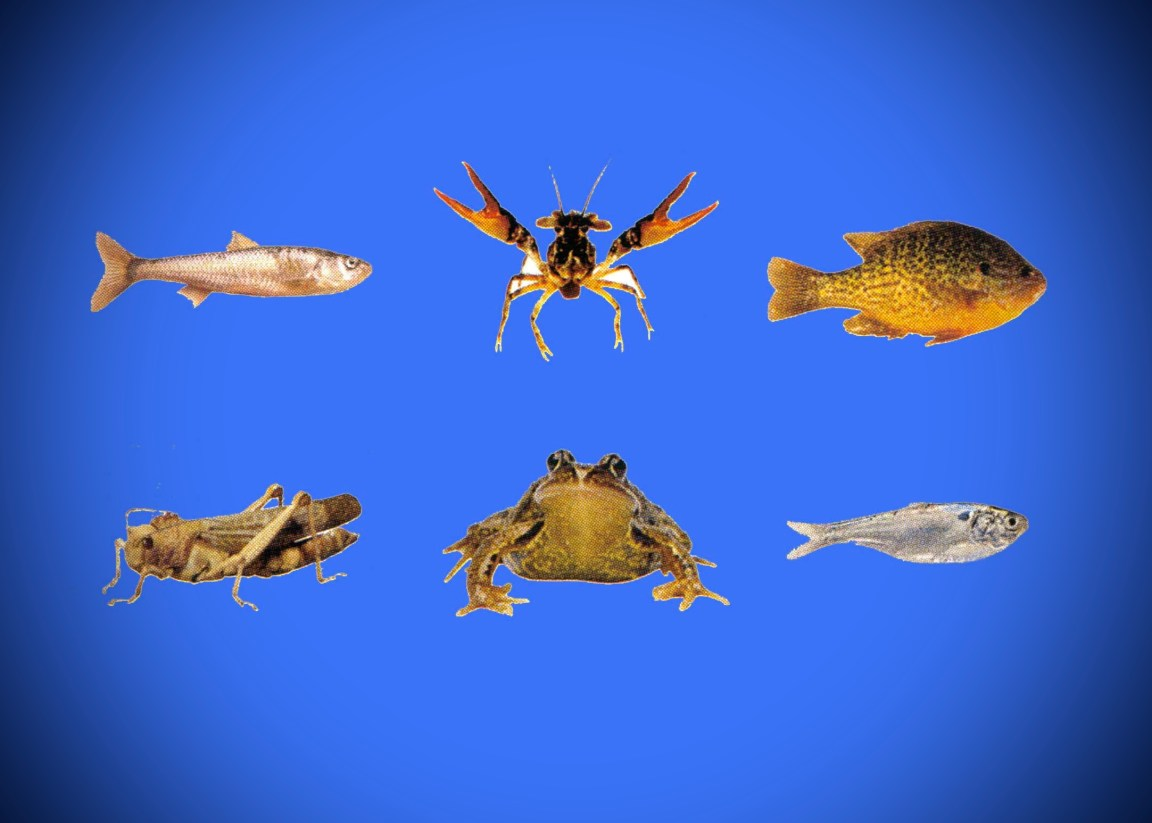 Encourage women anglers to enhance their fishing skills by catching their own bait using methods like seining and trapping, fostering a deeper connection with nature and the sport.