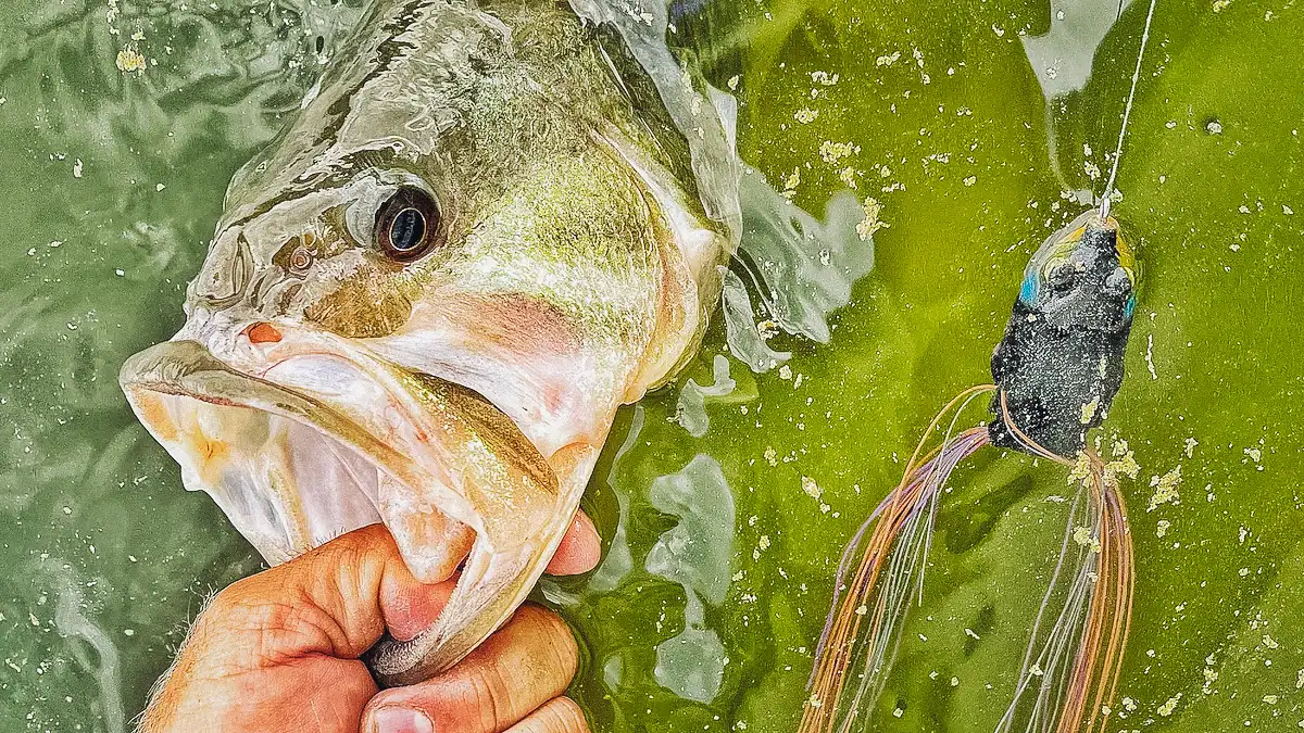 Dive into the world of big bass with Jett Morgan, exploring the top lures that bring life to your fishing experience. With insights into how to effectively use these lures, every cast is an opportunity for an unforgettable strike.