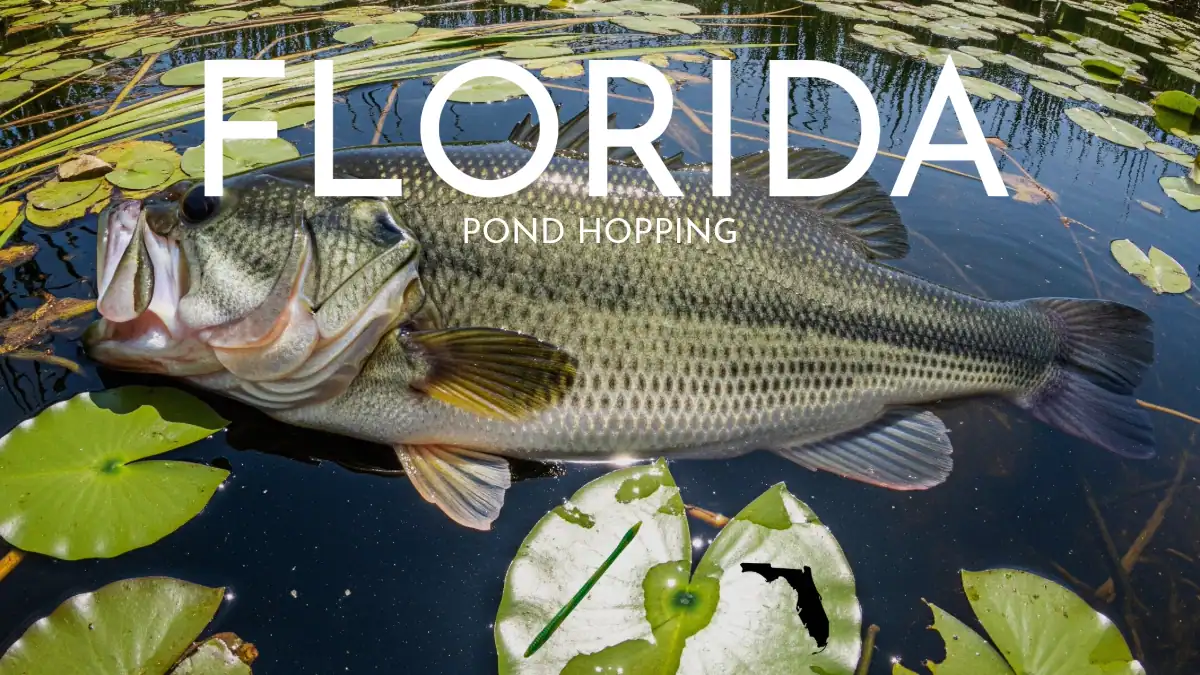 Explore Florida’s abundant ponds and learn the art of pond fishing with relatable tips and tactics for women anglers seeking new adventures. With insights on choosing spots and selecting lures, this piece encourages women to embrace the joy of fishing and nature’s beauty.