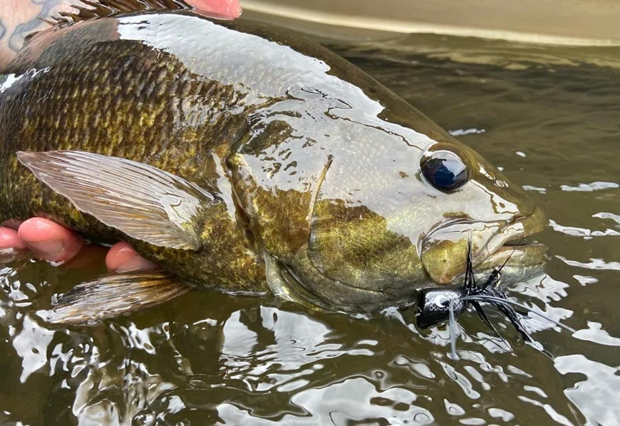 Exploring the popularity and ecological impact of the smallmouth bass: beloved by anglers but controversial in new environments.
