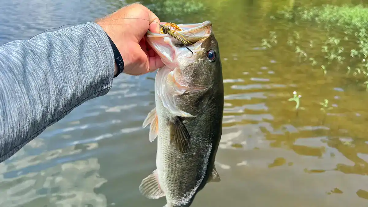 Discover the art of topwater fishing in the scorching South this August. Cassie Ray dives into strategies for low-light windows and rain showers, ensuring you hook that elusive bass. With gear tips and techniques, it's time to make the most of summer's topwater action.