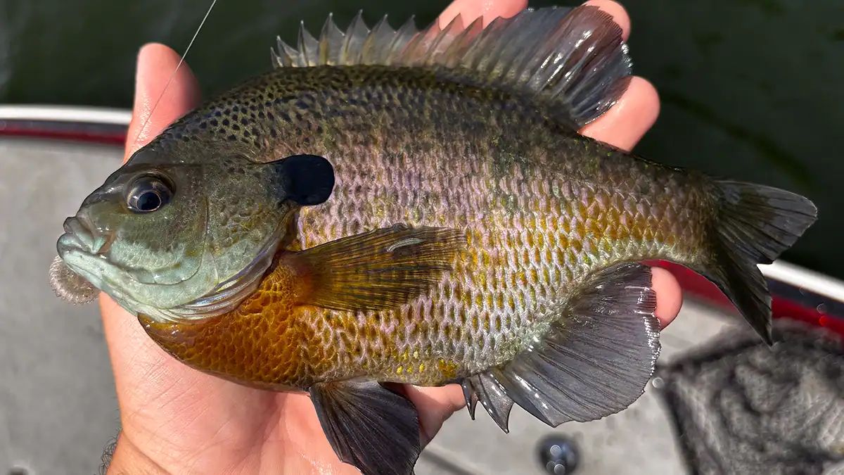 Explore the surprising summer migration of big bluegills from shallow waters to deep weed edges, offshore humps, and steep drop-offs. Learn expert tips on how to locate and catch these bull bluegills in the heat of summer with tactics that work year after year.